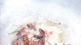 AntoineComedy