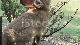 Rabbit play ground