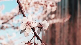 Nature Beauty 2