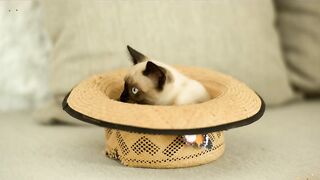 Cat play hat