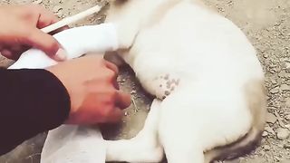 Dogs Treatment Animal Love