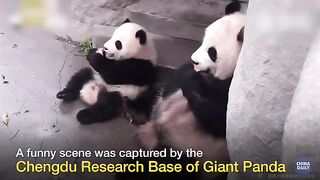 PANDA AND PANDA BABY