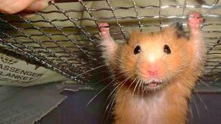 Funny Hamster Compilation!