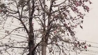The way of nature