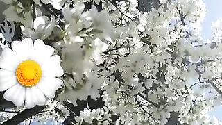 The blossom