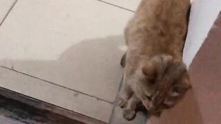 Beautiful cat 4