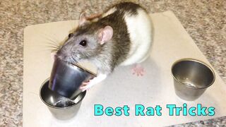 Shadow The Rat - Best Rat Tricks (Compilation)