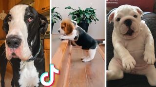 Ultimate Funny Dogs Compilation! ???? Most Viral DOGS on the internet! ???? 2