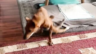 How to take care of dog