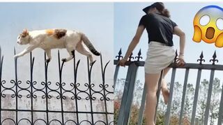 Funniest Videos 2023  Funny Cats  and Dogs  Part 30