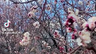 Spring in GB