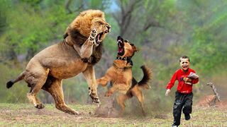 Hero animals that saved human lives