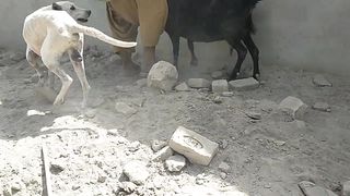 Black goat and dog meeting 1st time on my channel Animals Vs Birds.