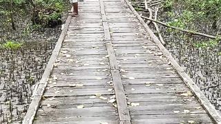 Hutan bakau