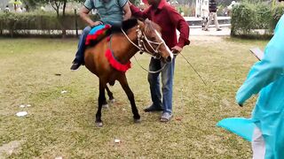excellent horse donkey meeting treatment first time on my channel Animals Vs Birds.