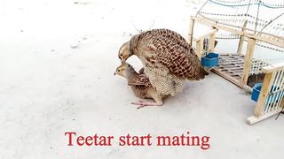 From crossing to hatching eggs full informative video - dakhni teetar breeding season  second breed