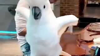 Bird Side Of TikTok #3