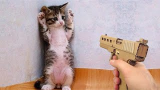 Funniest Animals 2023 Best Funny Cats and Dogs