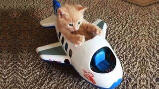 Funniest Animals 2023  Best Funny Cats and Dogs