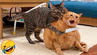 Funniest Animals 2023  Best Funny Cats and Dogs 2