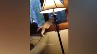 Funniest Animals 2023  Best Funny Cats and Dogs 3