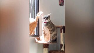 Animaux les plus drôles 2023  Meilleurs chats et chiens drôles
