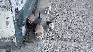 CATS WORLD