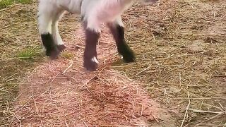 СЕЛСКА ИДИЛИЯ 5