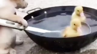 Fani animal video