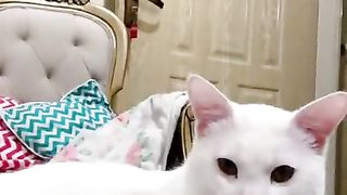Cute cat shorts 2