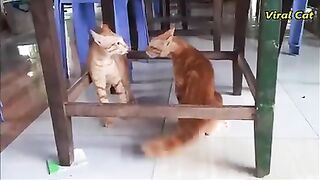 Funny cat's videos