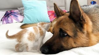 Adorable German Shepherd Loves Tiny Kitten. Video 2023