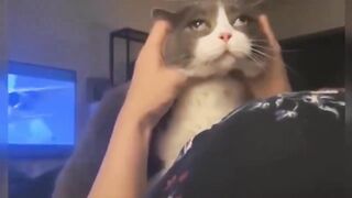 Funny Cats & Dogs Compilation Funniest Animals Videos | Funny cats video ever 2023 | Cute Cat Videos