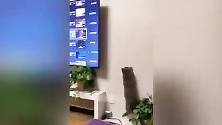 Funny cat's videos 65