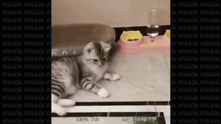 Funny Animals Videos | Funny Cat Videos and Funny Dogs Videos Compilation ▶18