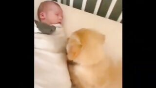 Funny Animals cats and dogs ???? #cats #dogs #,best funny animals compilation