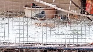 Cute Birds 2