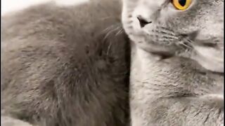 Cute Pets ???? | Funny Cats and Dogs Videos ???????? | Best Compilation 2023 ???? March # 22