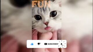 Funny animals march 2023 compilation #2