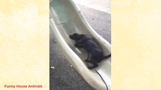 Funniest Animals Video - Best Cats???? and Dogs ???? Videos of 2022 Compilation