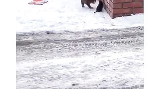 funniest animals videos. best cats ???? and dogs ???? compilation of 2023????????. #trynottolaugh #trending