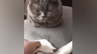 Funny Dogs And Cats Videos 2023 ???????? - Best Animal Video Compilation Of The Month ????- Funny Animal