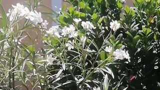 Spring flowers dancing