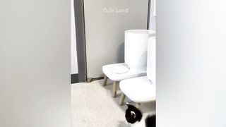 Funniest Animals 2023 ???? Best Funny Cats and Dogs ???????? Part 30 | Cute Land