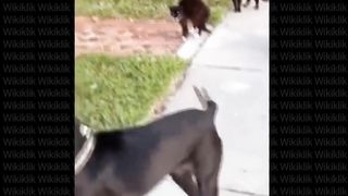 Funny Animals Videos | Funny Cat Videos and Funny Dogs Videos Compilation ▶17