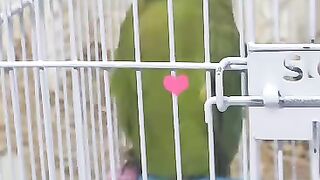 Mein tota mein tota poem