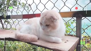 Kucing lucu 2