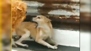 Funny dog 6