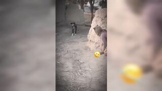 Dog funny 5