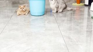 Cat funny,
